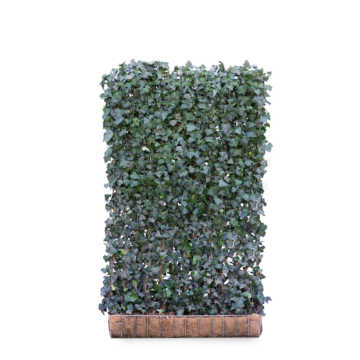 Ivy screen (Hedera helix 'Woerner') 200cm high 120cm wide 